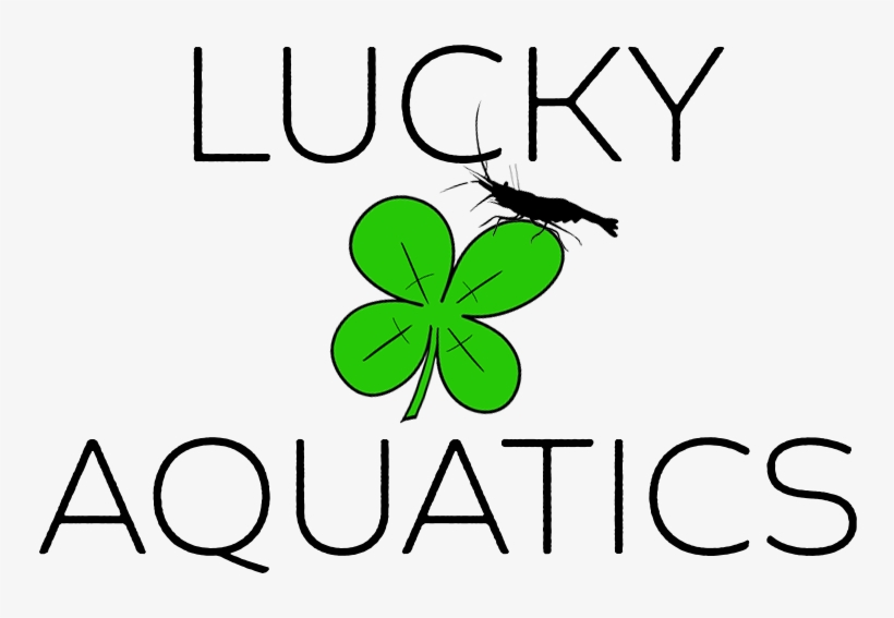 Shamrock, transparent png download