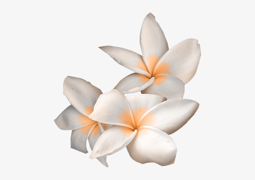 Visit - Flower, transparent png download