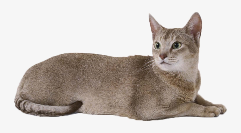 Cat Png Free Download - Cat Png, transparent png download