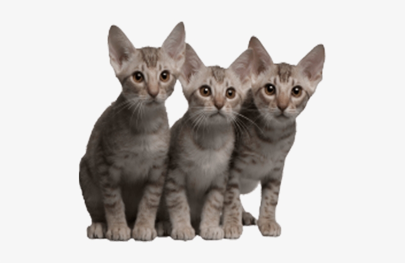 Cats Transparent Image Cat Images With Transparent - Ocicat, transparent png download
