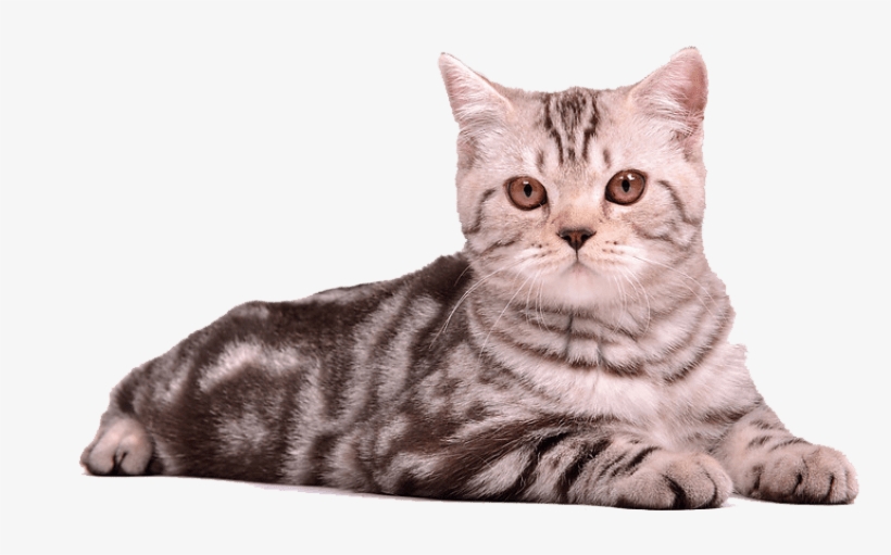 Cat Png - Cat Sitting Png, transparent png download
