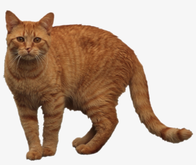 Orange Tabby Cat - Tabby Cat Transparent PNG - 1013x788 - Free Download