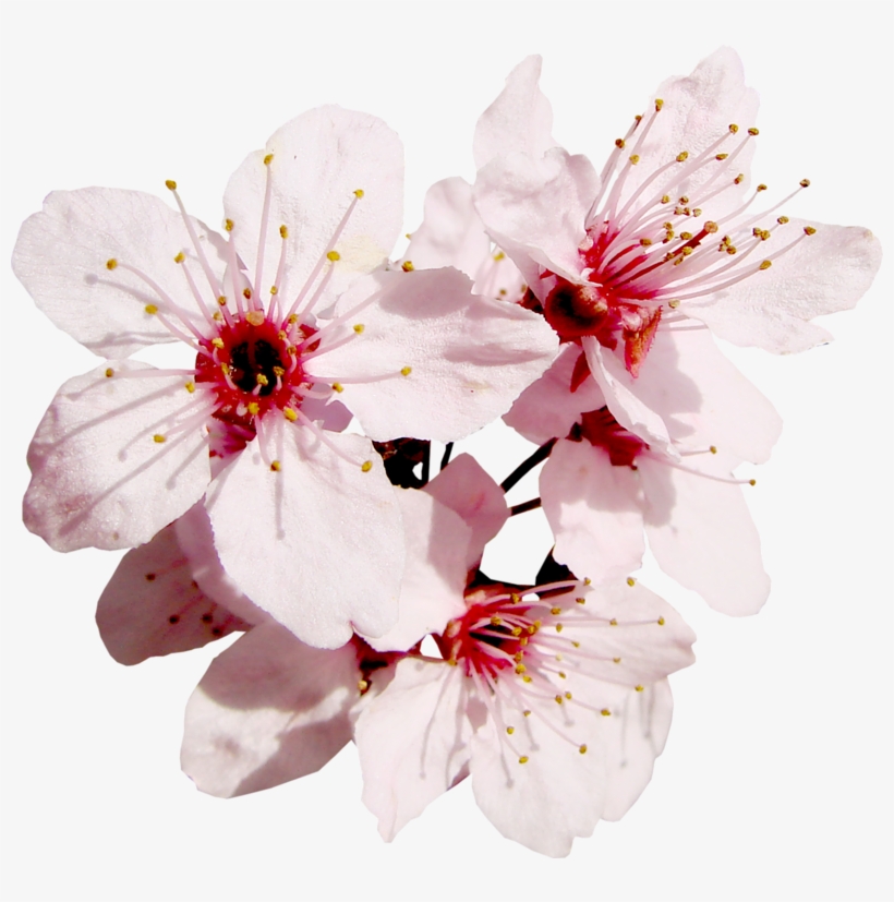 Flowers - Flower, transparent png download
