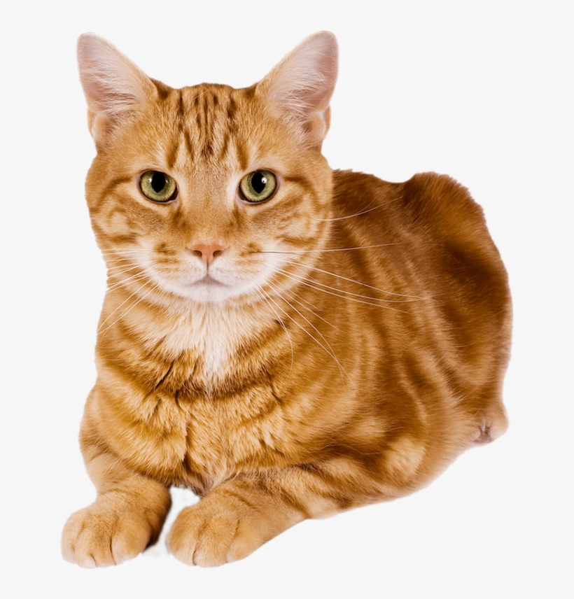 Everyday Dozens Of Dogs & Cats Are Turned Into Local - Cat Free, transparent png download
