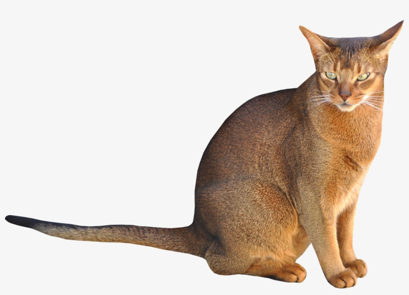 Cat Picture Transparent Background, transparent png download