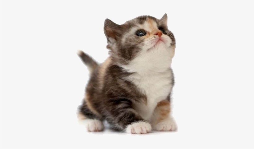 Here's A Picture Of A Cat - Friendship Day, transparent png download
