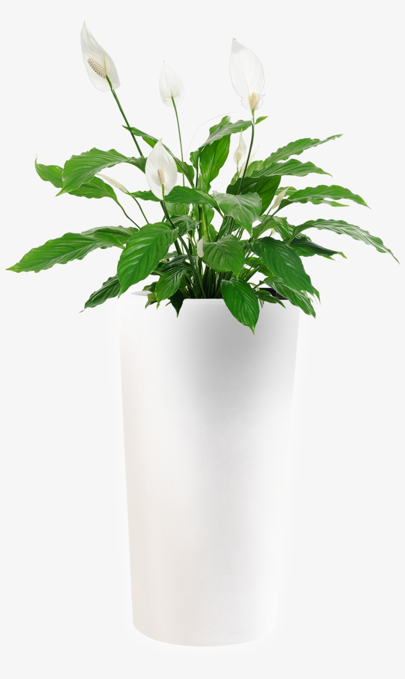 Model Png - Blooms Today Classic Peace Lily Plant | Flower Delivery, transparent png download