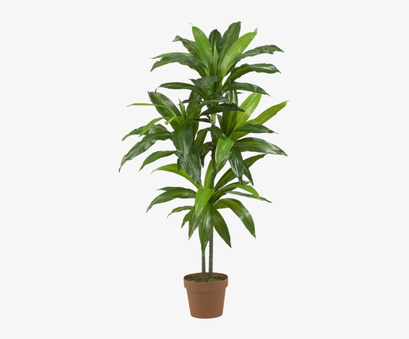 Silk Plant, transparent png download