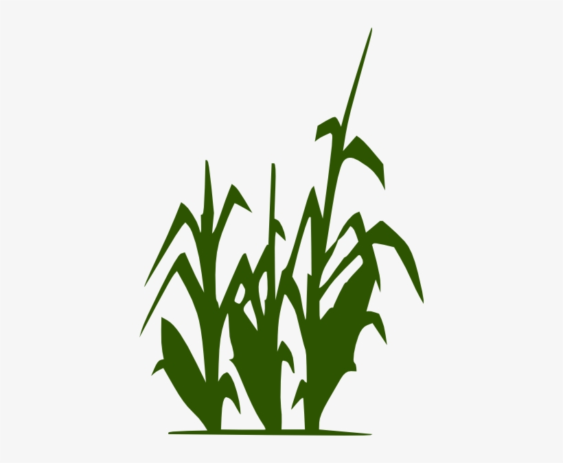 Fall Corn Stalk Clipart - azdeap