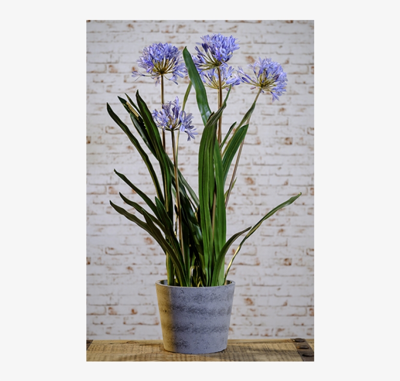 Blue Agapanthus In Grey Pot - Lily Of The Nile, transparent png download