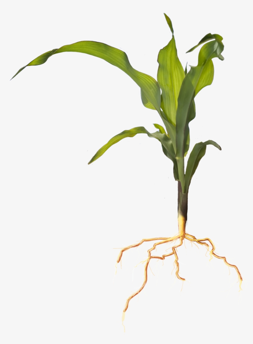 Soil And Plant Nutrients & Services - Corn Plant Leaves Png, transparent png download