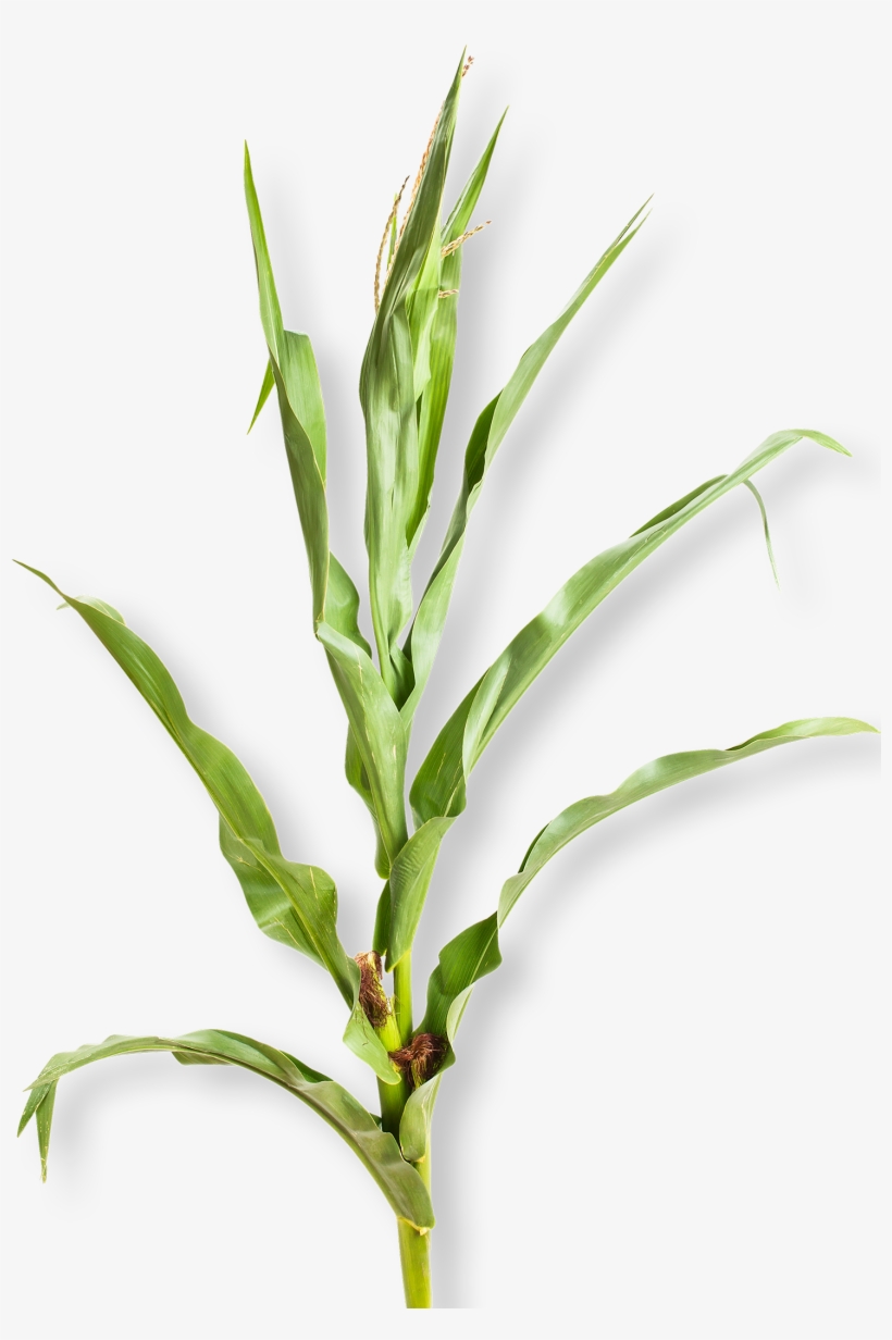 Corn Plant White Background, transparent png download