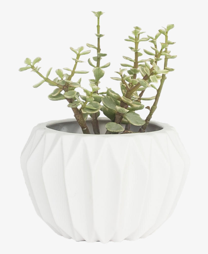 Flowerpot, transparent png download