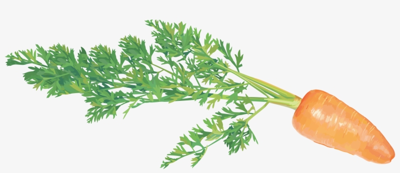 Carrots Png Stem Graphic Freeuse Download - Carrot On Transparent Background, transparent png download