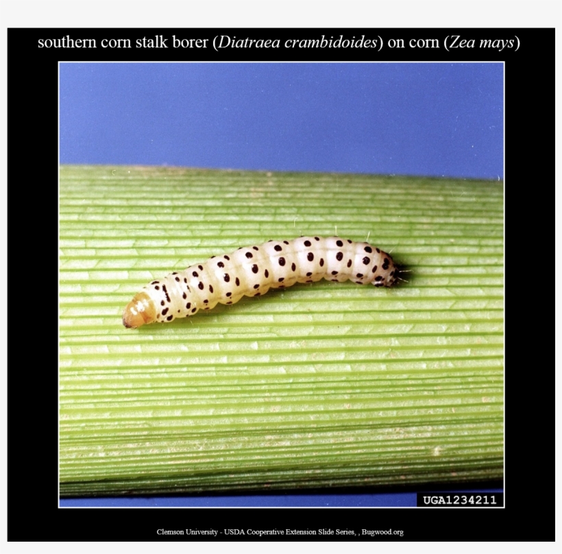 Southerncornstalkborer Larva 1 Commonstalkborer Larva - Stalk Borer, transparent png download