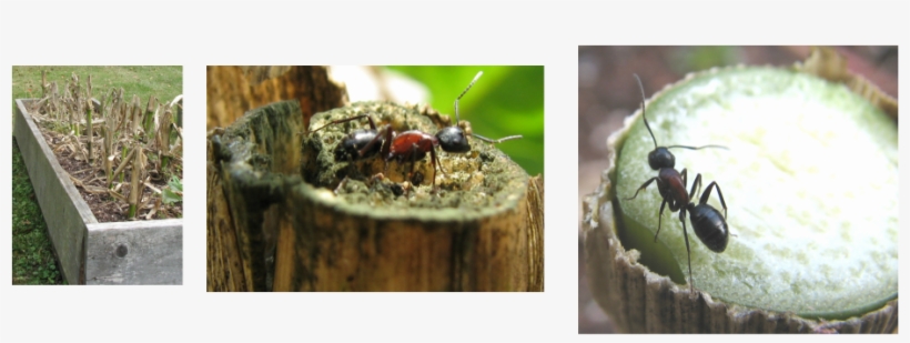 These Observations Led Me To Do Some Research And In - House Fly, transparent png download