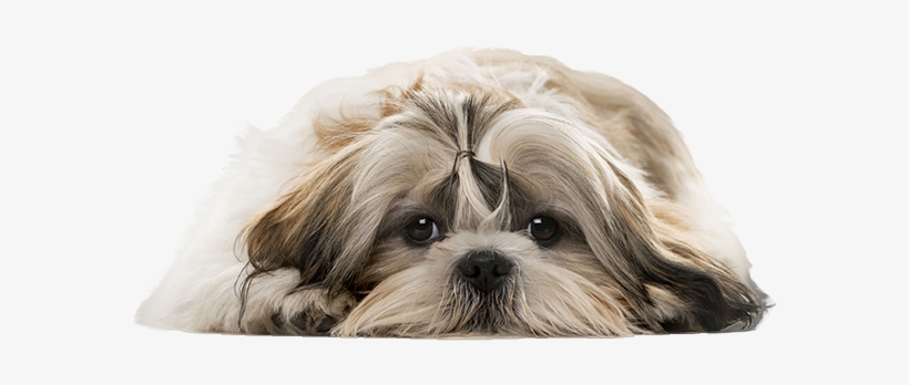 Shih Tzu Png Free Transparent Shih Tzu - Cute Shih Tzu Png, transparent png download
