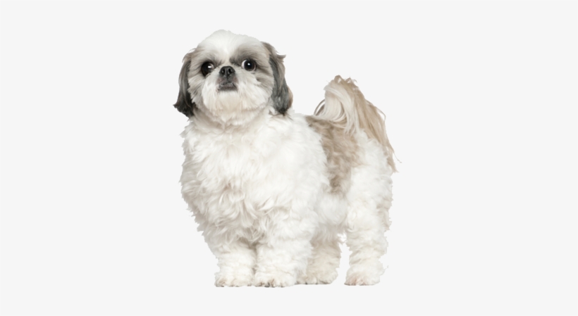 Shih Tzus Are Fun-loving Dogs Bred Purely For Companionship - White, transparent png download