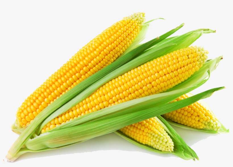 Corn Png Images Transparent Free Download - Corn Cob Transparent PNG