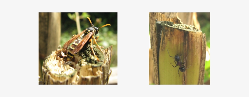 Each Year At The End Of The Growing Season, I Cut The - Hornet, transparent png download