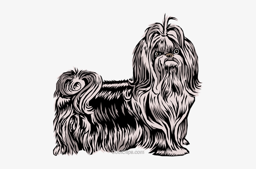 Shih Tzu Dog Royalty Free Vector Clip Art Illustration - Shitzu Png Vector, transparent png download