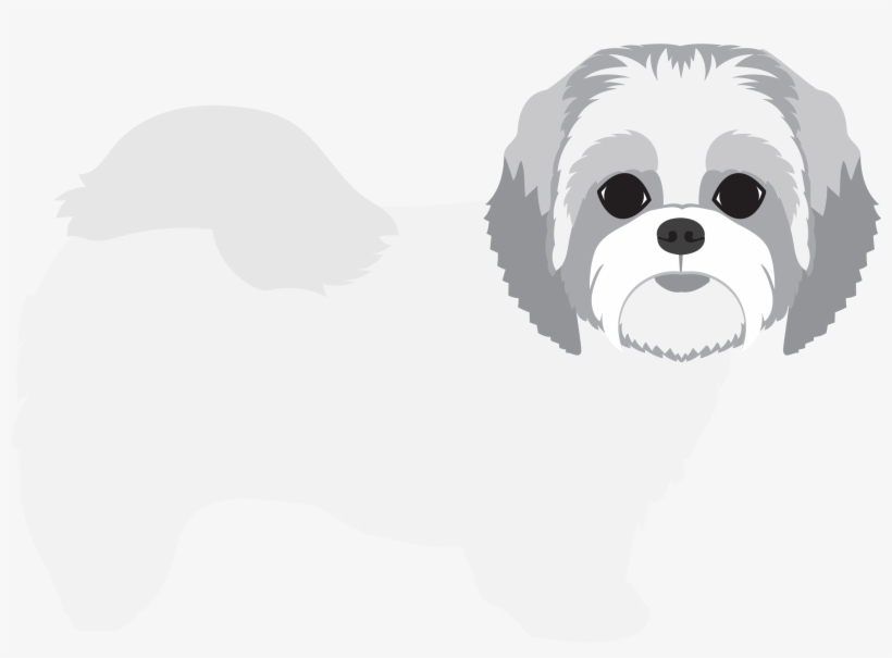 Share This - - Maltese, transparent png download