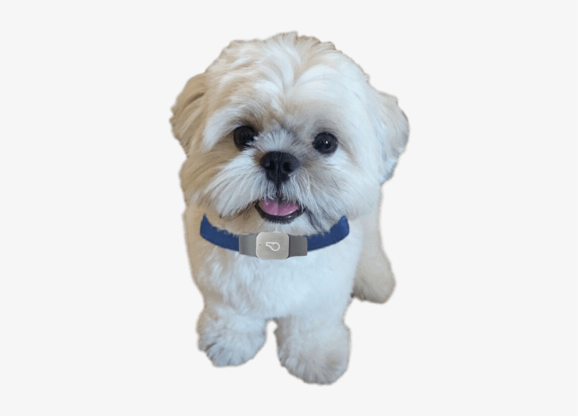 Pinpoint Your Shih Tzu's Location With Gps Tracking - Shih Tzu, transparent png download