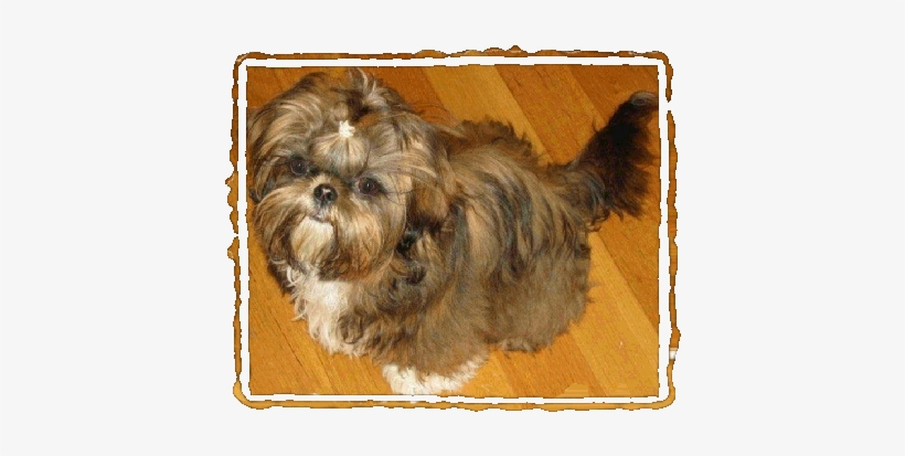 Shih Tzu Girl Akc Registered 10 Pounds - Mal-shi, transparent png download
