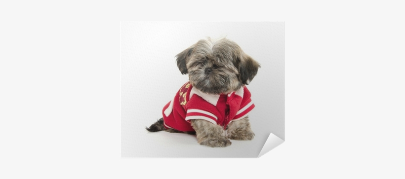 Puppy, transparent png download