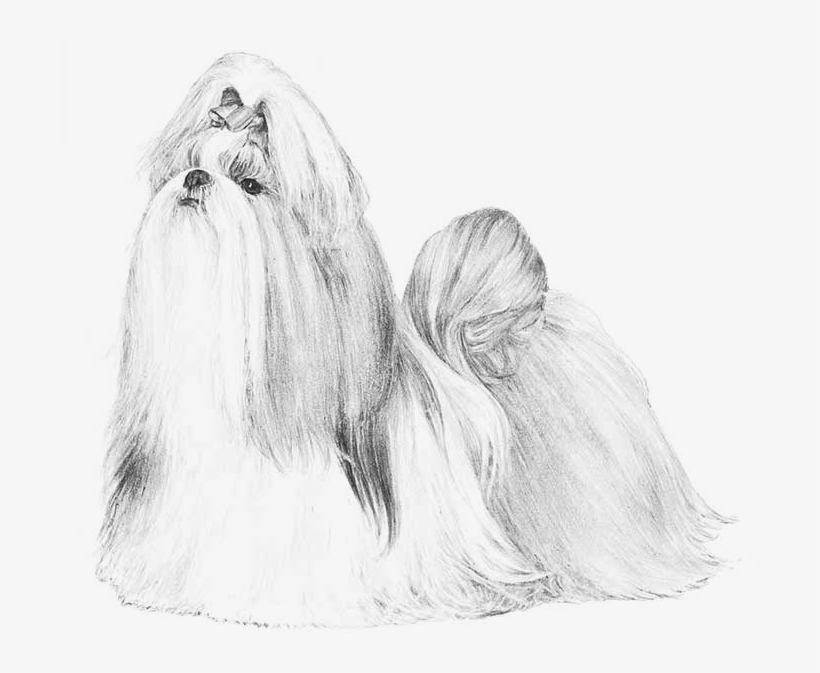 Embark Dog Dna Test - Shih Tzu Standard, transparent png download