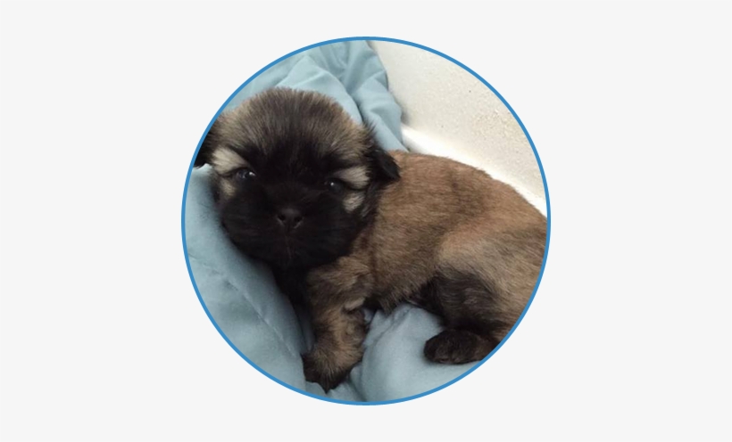 Puppy Laying In Bed - Estrela Mountain Dog, transparent png download