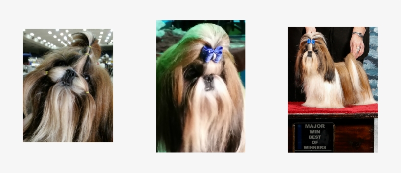 <a> Picture - Pekingese, transparent png download