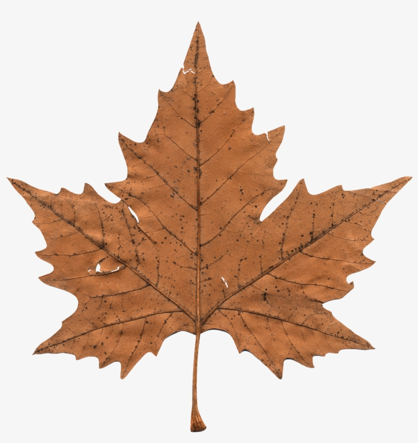 Maple Leaf Png Transparent Image - Maple Leaf Png, transparent png download