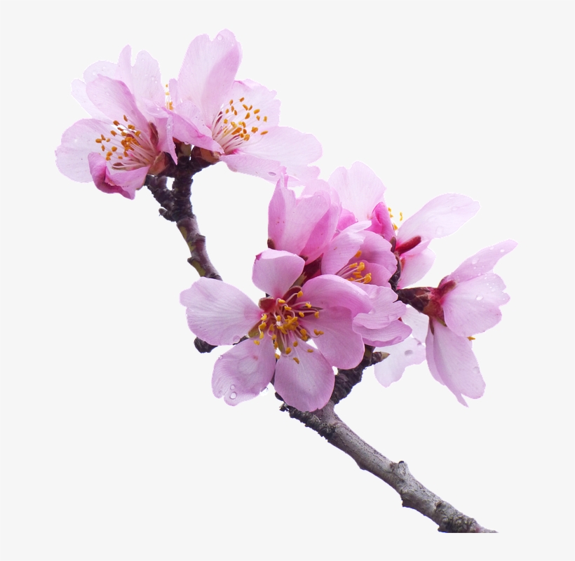 Png Cherry Blossoms, transparent png download