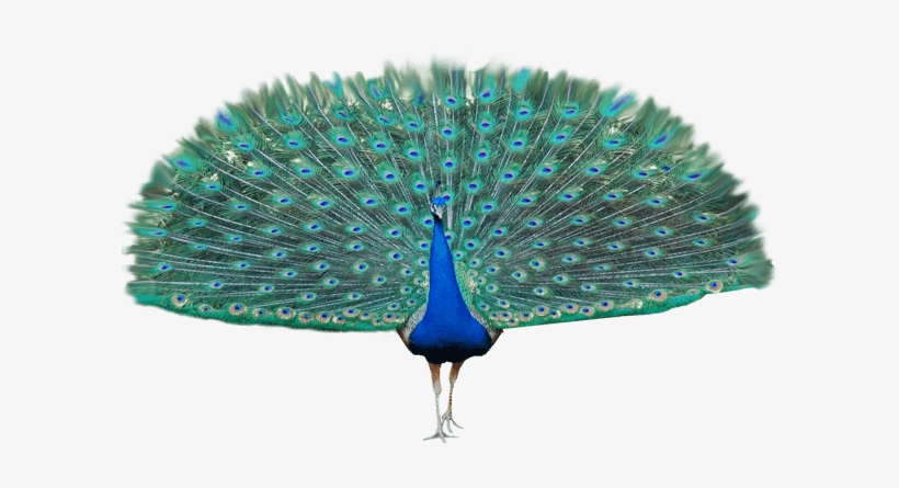 Peacock Open Wings - Peacock Transparent, transparent png download