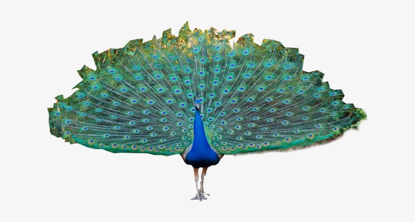 Png Images Of Peacock, transparent png download