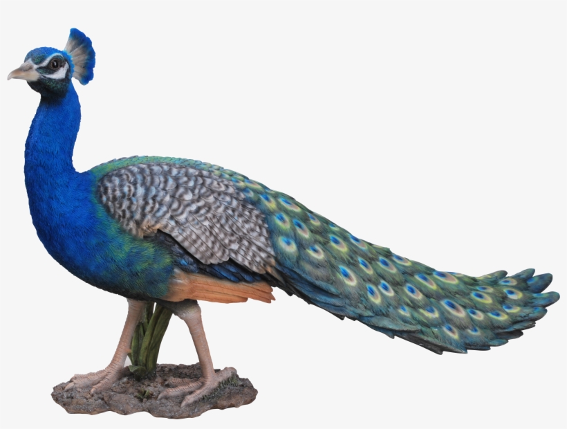 Real Photo Of Peacock, transparent png download