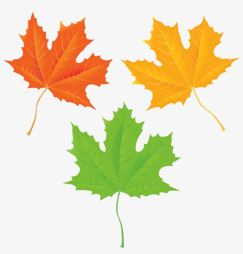 Autumn Leaves Transparent Clip Art Imageu200b Gallery, transparent png download