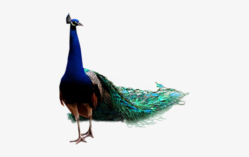 Peacock Png, transparent png download