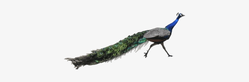 Peacock Running - Peacock Psd, transparent png download