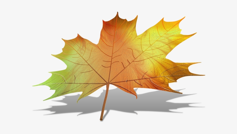 Maple Leaf, transparent png download