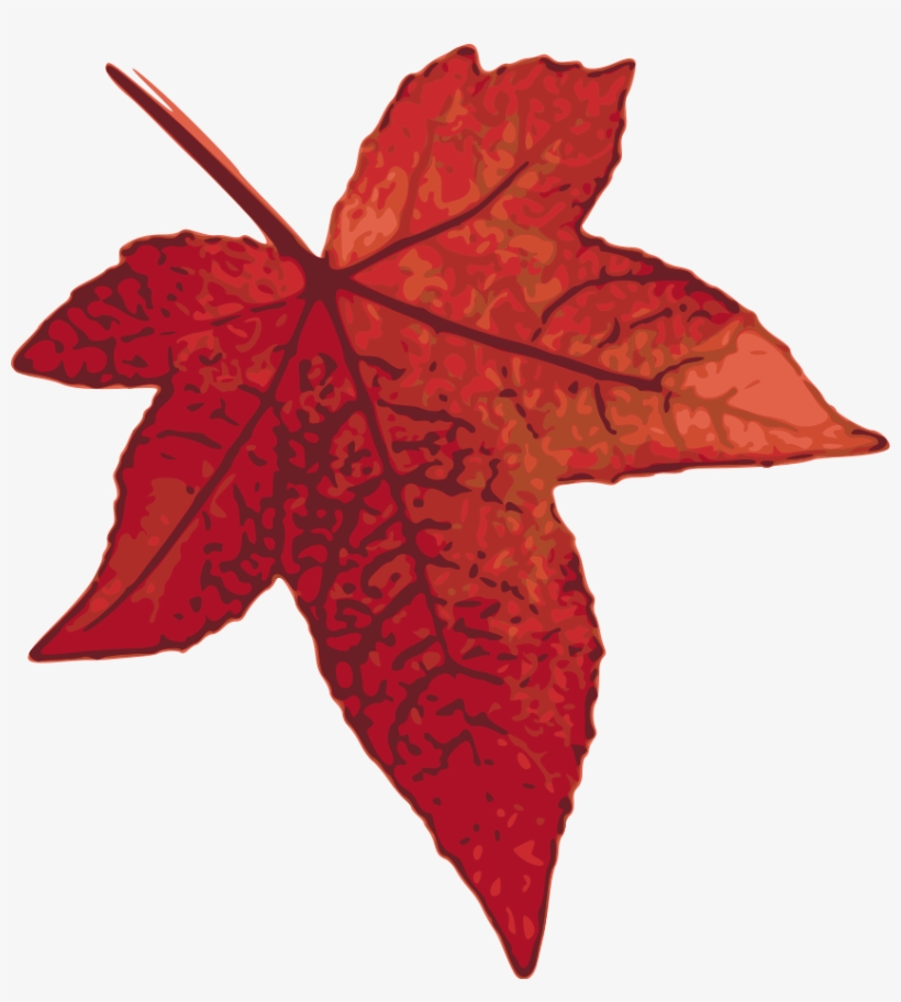 Maple Leaf Png, transparent png download