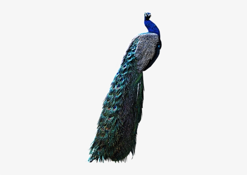 Peacocks Png, transparent png download