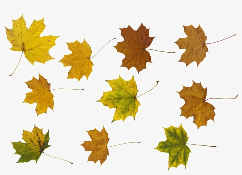 Maple Leaf Png Photos - Portable Network Graphics, transparent png download