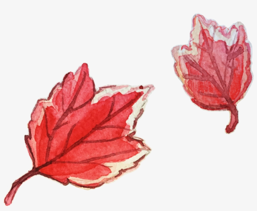 Here Are Some Watercolor Leaves For The Fall - Maple Leaf, transparent png download