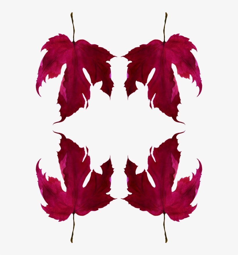 Maple Leaf, transparent png download