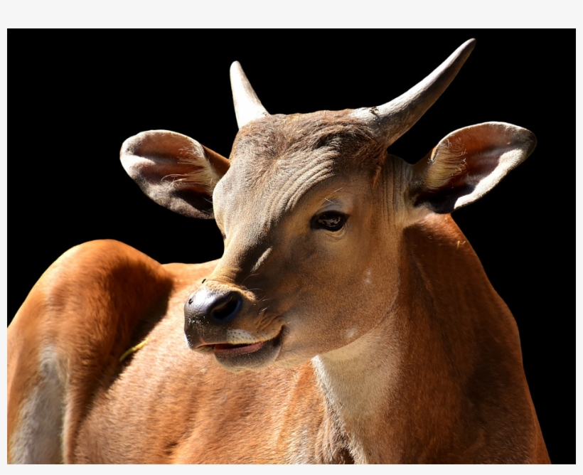 Png Images - Taurine Cattle, transparent png download