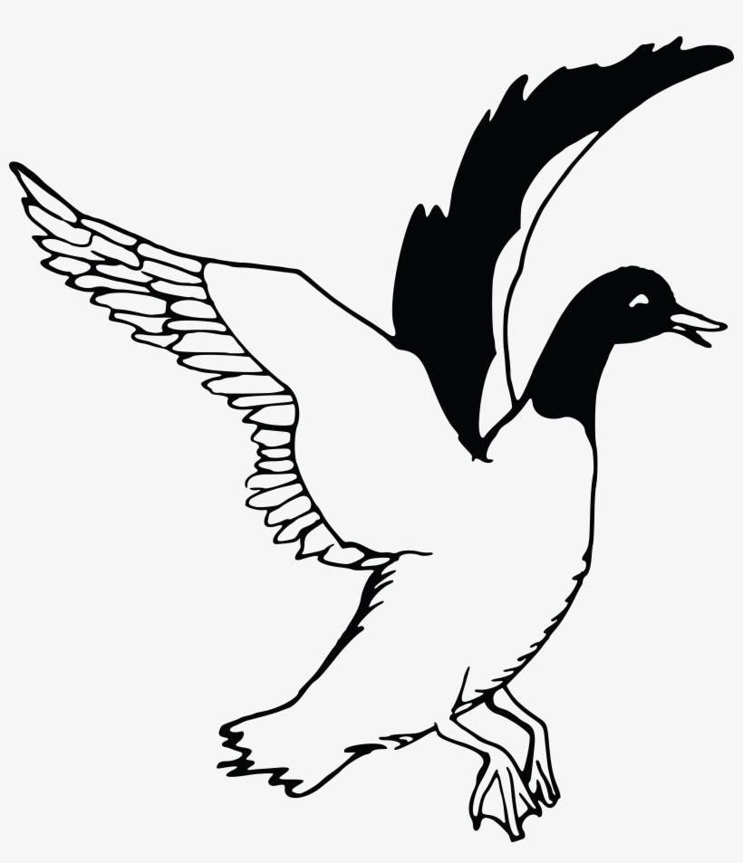 Flying Drawing At Getdrawings - Free Clipart Black And White Swans, transparent png download