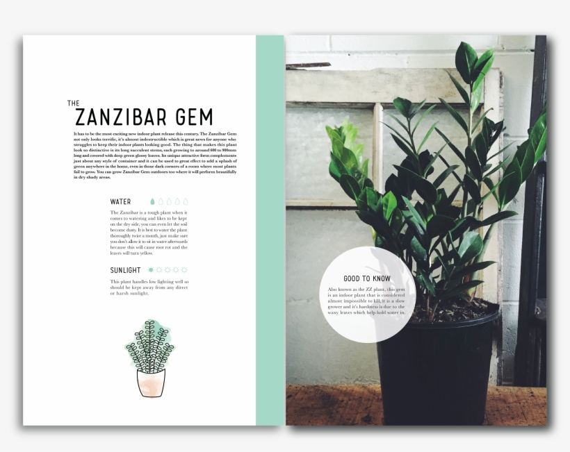 A Care Guide For Taking Care Of Indoor Plants, transparent png download