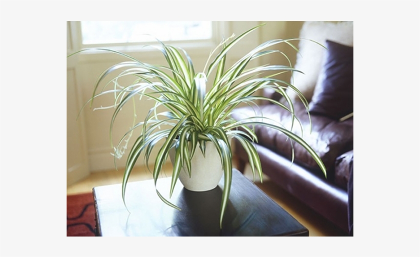 Indoor Plants - Indoor Spider Plant, transparent png download